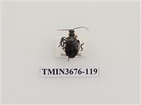 藏品(步行蟲(2))的圖片